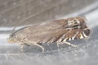 Grapholita nebritana
