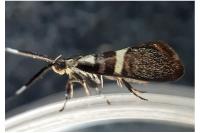 Dasycera oliviella