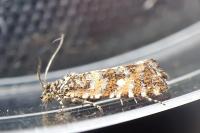 Olethreutes stibiana