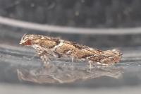 Acrocercops brongniardella