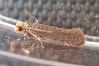 Cephimallota crassiflavella