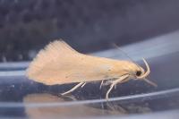 Crassa tinctella