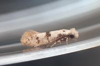 Infurcitinea atrifasciella