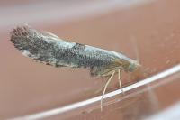 Argyresthia spinosella