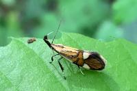 Alabonia geoffrella