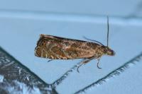 Dichrorampha