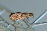 Dichrorampha