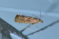 Dichrorampha