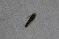 Monopis monachella