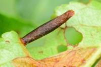 Coleophora hemerobiella