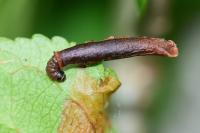 Coleophora hemerobiella