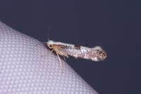 Argyresthia spinosella