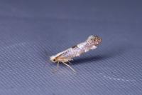 Argyresthia spinosella