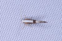 Argyresthia spinosella