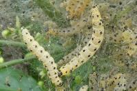 Yponomeuta cagnagella