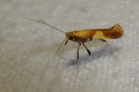 Caloptilia robustella
