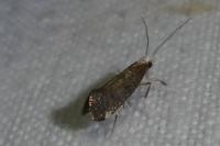 Paraswammerdamia albicapitella