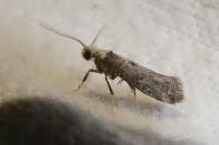 Paraswammerdamia albicapitella