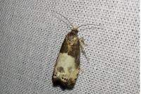 Notocelia cynosbatella