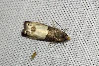 Notocelia cynosbatella