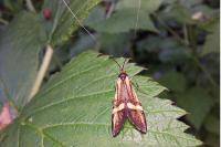 Nemophora degeerella