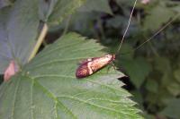 Nemophora degeerella