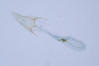 Scrobipalpa acuminatella