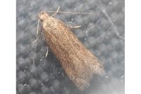 Scrobipalpa acuminatella