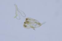 Phyllonorycter delitella
