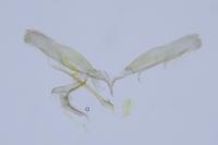 Elachista stabilella