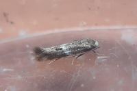 Elachista stabilella