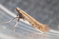 Aspilapteryx limosella