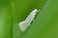 Elachista argentella