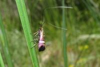 Adela australis