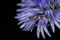 Eteobalea albiapicella