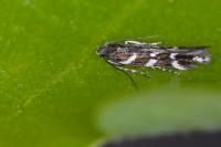 Eteobalea albiapicella