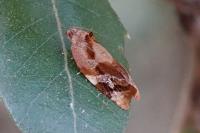 Ditula angustiorana