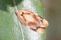 Ditula angustiorana