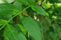 Nemophora degeerella