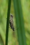 Glyphipterix thrasonella