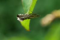 Glyphipterix thrasonella
