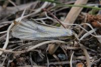 Phtheochroa frigidana