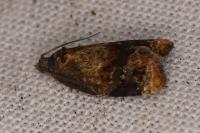 Ditula angustiorana