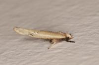 Zelleria hepariella