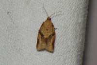 Clepsis consimilana