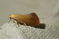 Crassa tinctella