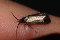 Adela reaumurella