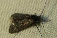 Adela reaumurella