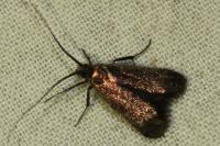 Adela reaumurella