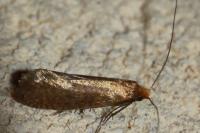 Nematopogon adansoniella